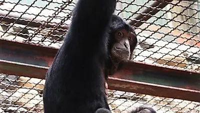국제멸종위기종 샤망·스라소니 국내 첫 번식 성공