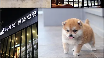 애견샵‘미유펫’ 다채로운 희귀품종, 고양이분양 선보여