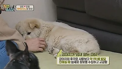 강아지와 스킨십 TIP