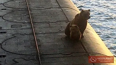 러 잠수함서 배고픔에 울부짖던 어미곰과 새끼곰…결국 사살