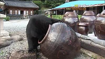 지리산 문수사 반달곰 삼형제, 고봉 스님이 챙겨주는 채식 식단과 일상