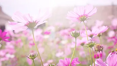 [2018 가을축제] 가을엔 역시 코스모스 축제…이번 주말데이트코스 서울 근교 가볼만한 곳 추천