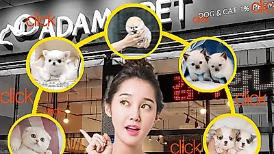 강아지분양(아담스펫) 및 고양이분양(아담스캣) 반려인을 위해 보증서비스, 브리딩 등 다양한 노력을 기울여