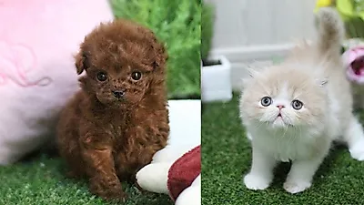 수험생 및 첫입양자 최대80%할인이벤트 부산,광주,대전,창원 고양이분양·강아지분양 미유펫 애견샵 무료진행