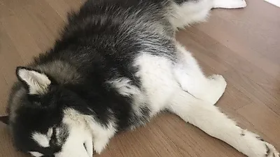 임슬옹, 꿀잠 자는 그래미 포착 "괴롭혀도 딥슬립"