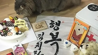 치타, 케이크에서 눈 못떼는 반려묘