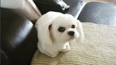 장나라, 솜사탕 같은 애완견…미소가 절로