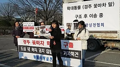 동물사랑실천협회, 학대받던 경주 꽃마차 말 구조 '마사회에서 치료와 임시보호'