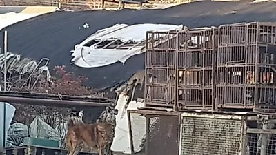 남양주 수동 개도살장서 울부짖는 황구 발견…"개 발바닥 한 무더기 나온 곳"