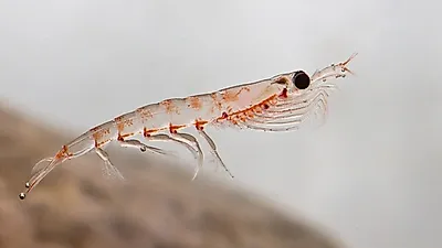 붉은빛의 신비 ' 크릴오일 '... 크릴오일 속 아스타잔틴 눈 건강에 탁월한 효능 보여 ...