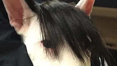 오혁, 풍성한 머리결 자랑하는 강아지