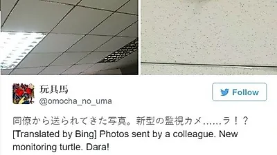 새롭게 등장한 고양이 CCTV "내가 다 보고있다냥"