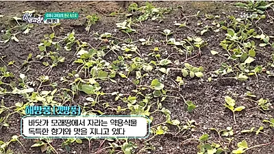 방풍나물, 풍을 예방해주는 은혜로운 나물...6시 내고향 소개된 효능 알아보자
