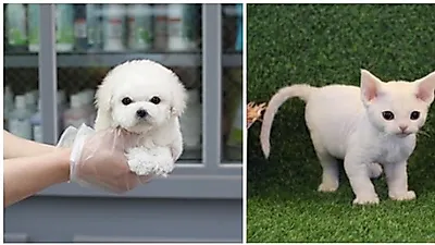 부산 미유펫애견샵 "이제는 안전한 동물병원에서 강아지, 고양이 분양 받기"