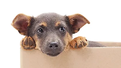 [이슈] 개‧고양이 입양 시 고르는 기준? “외모로 선택”