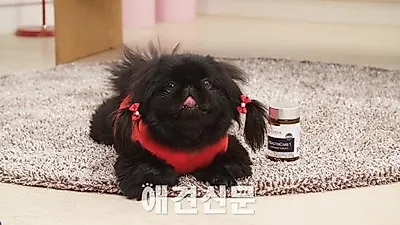 우리가제약 국내 최초 애견 영양제 특허 획득