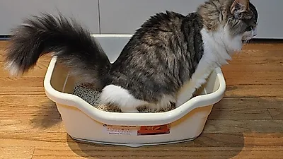 고양이 배변 훈련하는 법은?..배변 상자는 필수