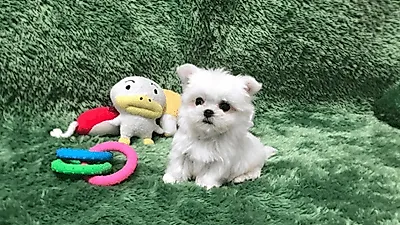 광주 미니강아지분양 전문 애견분양샵 '펫왕국', 분양 이후에도 철저한 사후관리 및 광주 유일 방문교육 서비스 실시