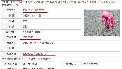 고성군, 유기견 공고 3개월 후에??
