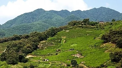 지리산 화개동 야생 녹차밭 '겨울철 탐방명소'로 선정