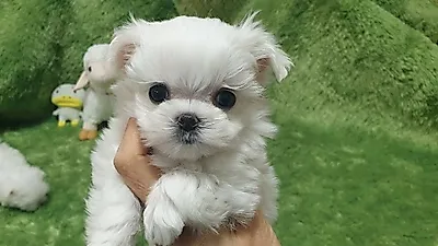 강아지 분양 애견샵 펫왕국, 다양한 혜택의 이벤트로 관심을 모아