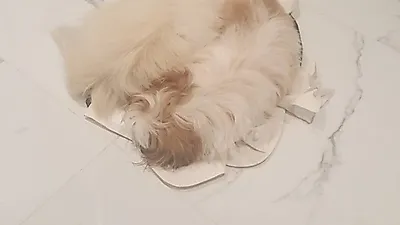 황정음, 반려견 피치와 몽실이와 행복한 일상 공개