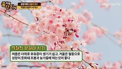 분갈이 시기는 언제가 좋을까