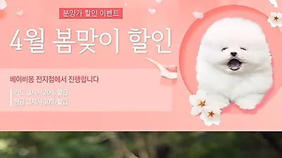 강아지분양 "베이비몽" 24시간 연중무휴, 건강검진무료서비스