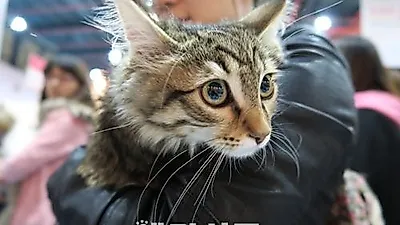 [포토] 2015 케이펫페어를 찾은 견공들과 고양이 ⓷