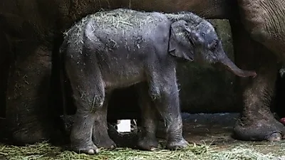 서울대공원, 22년 만에 아시아코끼리 탄생