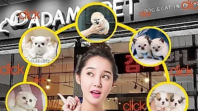 프리미엄 분양샵 아담스펫, 브리딩으로 양질의 반려동물들을 확보 및 분양해