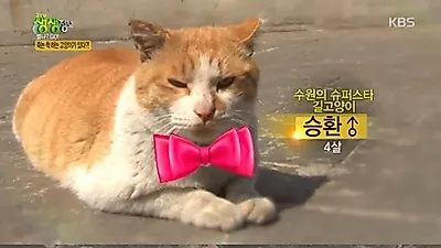 '2TV 저녁 생생정보' 죽는 척하는 고양이