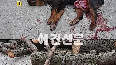 로트와일러 전기톱 살해 사건 피의자 불구속 기소