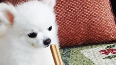 공승연 반려견, 야무진 앞발