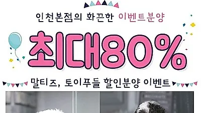 인천, 시흥, 광명, 안산 강아지 고양이분양 '아담스펫', 말티즈, 토이푸들 최대 80% 할인 분양 중