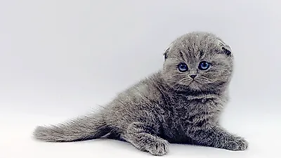 고양이 분양샵 ‘제나캣’, 100여 종 다양한 고양이 할인 이벤트 진행