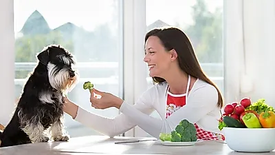 강아지나 고양이도 채식을 할 수 있을까?