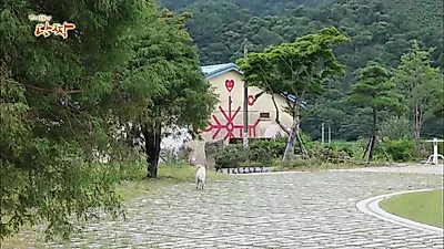지리산 진돗개 청돌이가 초행길 여학생들을 위해 산길을 안내한 이유