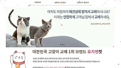 20년 전통 명품고양이 전문 교배샵 요치엔캣, A급 신랑묘 전품종 보유 중으로 실물 확인이 가능한 곳