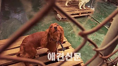 여기저기 유기견 마케팅 남발, 업체들도 등돌리는 실정..