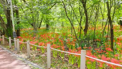 Top 10 Autumn Flower Destinations: A Guide to Nationwide Spots from Aster to Red Spider Lily
