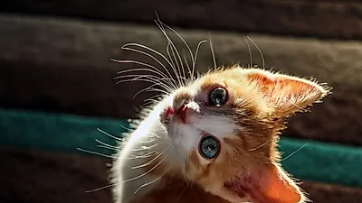 고양이 심리 분석 연구 활발