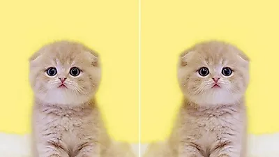 대전, 진주, 부산 고양이분양 나비캣, 명절맞이 10여종 무료분양, 최대 50~ 80% 할인이벤트 제공