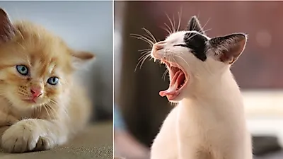 고양이 성격 '외모' 따라간다? 인기 반려묘 품종별 성격