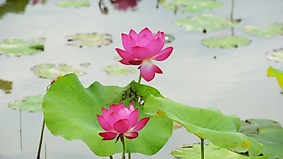 다양한 볼거리가 있는 부여가볼만한곳을 알아보자