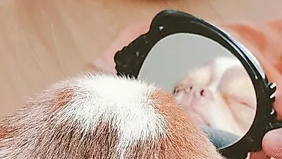 양요섭 반려견, 거울에 비친 귀요미 표정 '깜찍'