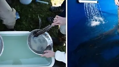 뉴욕에 돌아온 철갑상어