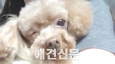 미녀스타들은 오늘도 애견사랑 가득 "부럽다 견공"