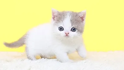 수원·화성·동탄·분당 고양이분양 나비캣, 먼치킨·러시안블루 최대 50% 할인분양중
