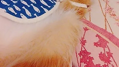 시스타 보라 반려묘, 은발 가발 쓰고 '시크하다냥'